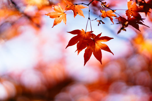 Allergies d'automne, comment les combattre
