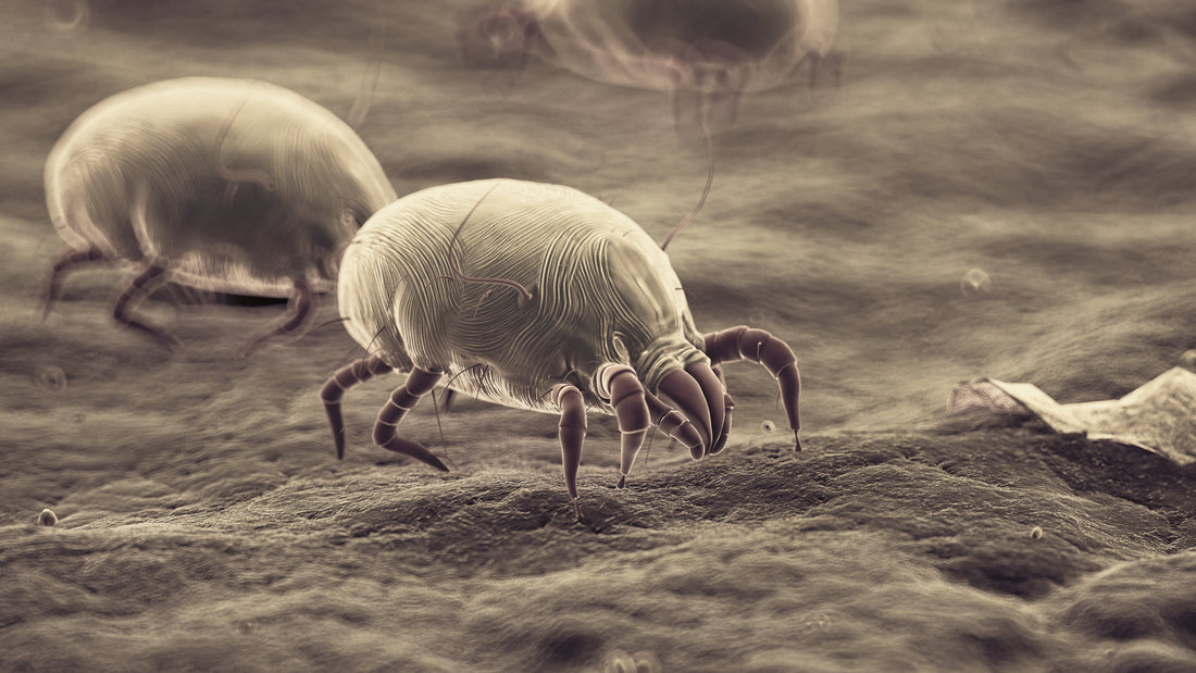 Pourquoi les acariens provoquent-ils des allergies ?