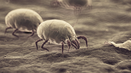 Pourquoi les acariens provoquent-ils des allergies ?