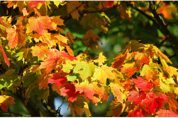L'automne : c'est la saison des acariens