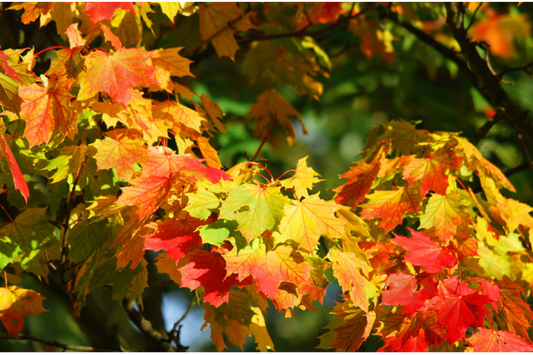 L'automne : c'est la saison des acariens